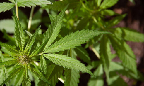 Thailand Resmi Legalkan Ganja, Bagaimana Aturannya?