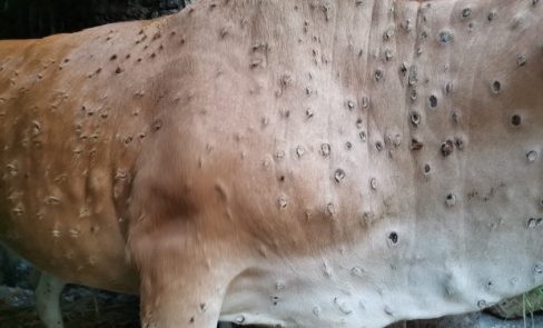 Sapi di Blitar Yang Terserang Penyakit LSD Jumlahnya Terus Bertambah