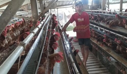 Gegara Harga Pakan Ikut Naik, Peternak Ayam Petelur di Jombang Tak Jadi Untung Besar saat Ramadan