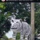 Macan Putih