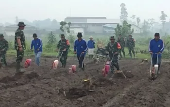 TMMD ke-127 Dorong Ketahanan Pangan Lewat Penanaman Jagung