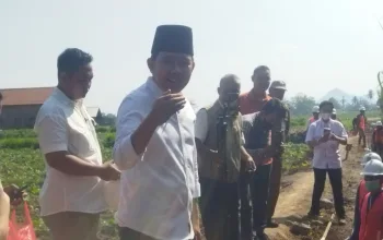 Genjot Produktivitas, Bupati Jember Tinjau Irigasi Pertanian di Jenggawah